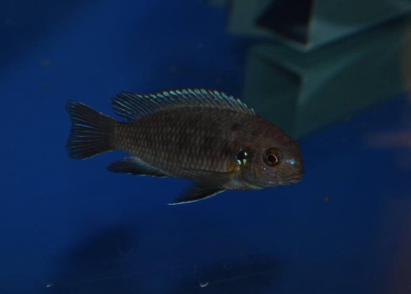 Tropheops sp. 'lilac' Nakantenga Reef